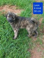 Leon is ter adoptie!, Rabiës (hondsdolheid), 15 weken tot 1 jaar, Buitenland, Eén hond