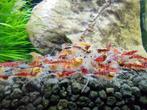 Red Calceo garnalen Caridina ., Dieren en Toebehoren, Vissen | Aquariumvissen