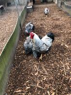 Wyandotte broed eieren, Dieren en Toebehoren, Pluimvee, Geslacht onbekend, Kip