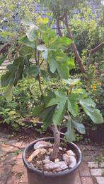 Donkere vijgenboom uit Italie, Ophalen, 100 tot 250 cm, Vijgenboom, Lente