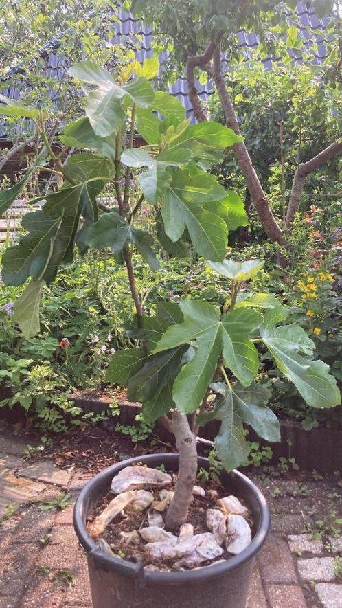 Donkere vijgenboom uit Italie, Tuin en Terras, Planten | Fruitbomen, Vijgenboom, 100 tot 250 cm, Lente, Ophalen