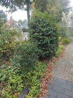 Diverse tuinplanten te koop! Ophalen uit Emmer Compascuum,, Tuin en Terras, In pot, Bloeit niet, Halfschaduw, 100 tot 250 cm