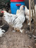 Brahma hanen groot, Dieren en Toebehoren, Pluimvee, Mannelijk, Kip