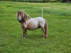 Prachtig mini appaloosa dekhengstje 75cm, Dieren en Toebehoren, Merrie