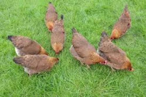 Welsumer kippen., Dieren en Toebehoren, Pluimvee, Kip, Vrouwelijk