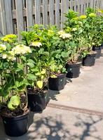 Mooie  grote boeren Hortensia verschillende kleuren., Ophalen, Zomer, Overige soorten, Halfschaduw