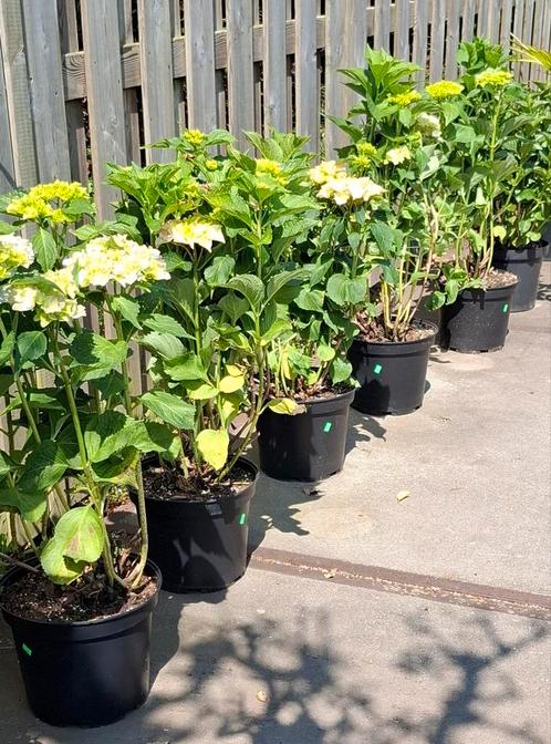 Mooie  grote boeren Hortensia verschillende kleuren., Tuin en Terras, Planten | Tuinplanten, Overige soorten, Halfschaduw, Zomer