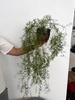Asparagus Sprengerii plant, Huis en Inrichting, Kamerplanten, Overige soorten, 100 tot 150 cm, Halfschaduw, In pot