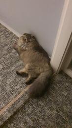 Superlieve scottish fold longhair, Dieren en Toebehoren, Katten en Kittens | Raskatten | Korthaar, Poes, Gechipt, 0 tot 2 jaar