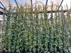 Hedera Hibernica 20/40 t/m 250/300 cm zie webshop, Tuin en Terras, Ophalen, Overige soorten, 100 tot 250 cm