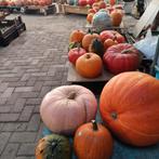 *SIER * EETBARE POMPOENEN, Ophalen of Verzenden, Nieuw