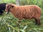 RASZUIVER ram lammetje OUESSANT bruin, Dieren en Toebehoren, Schapen, Geiten en Varkens, Mannelijk, Schaap, 0 tot 2 jaar