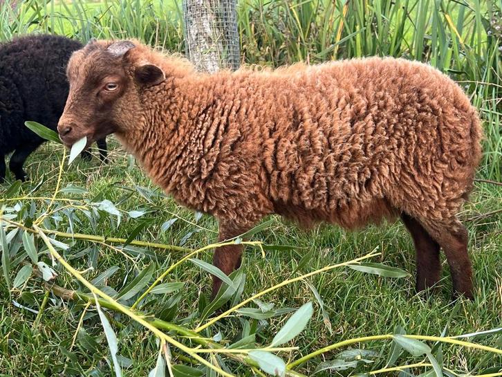 RASZUIVER ram lammetje OUESSANT bruin, Dieren en Toebehoren, Schapen, Geiten en Varkens, Schaap, Mannelijk, 0 tot 2 jaar