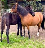 Stal gezocht voor jaarwisseling, Dieren en Toebehoren, Stalling en Weidegang, 2 of 3 paarden of pony's