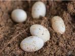Reptielen eieren inkoop!, Dieren en Toebehoren, Hagedis, 0 tot 2 jaar