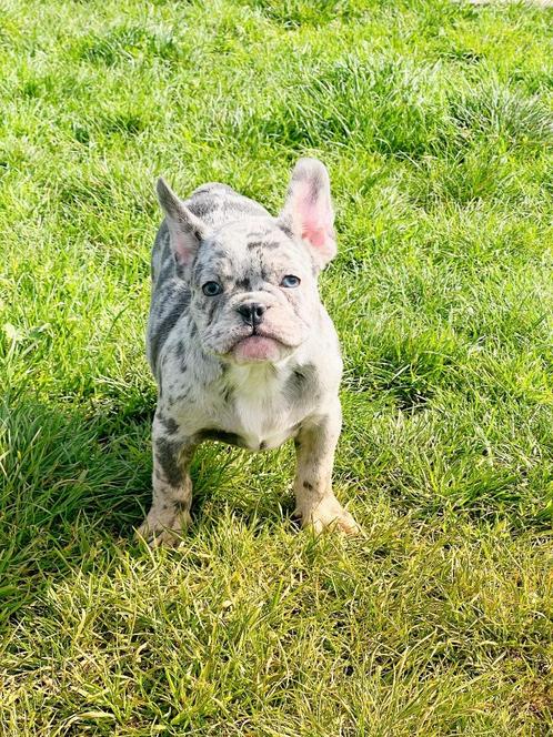 Prachtige Belgische franse bulldog pupjes te koop, Dieren en Toebehoren, Honden | Bulldogs, Pinschers en Molossers, Meerdere dieren