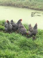 Noordhollandse blauwe hennen tegen de leg, Dieren en Toebehoren, Overige Dieren, Juni, Vrouwelijk