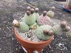 Cactus Tephrocactus Geometricus van oorsprong uit Argentinie, Ophalen of Verzenden, Minder dan 100 cm, Bloeiende kamerplant, Volle zon