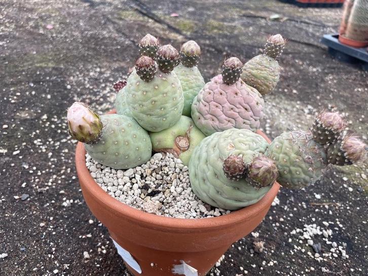 Cactus Tephrocactus Geometricus van oorsprong uit Argentinie, Huis en Inrichting, Kamerplanten, Cactus, Minder dan 100 cm, Bloeiende kamerplant