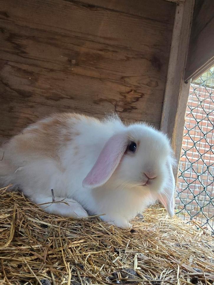 2 lieve tamme hangoor konijntjes 9 weken, Dieren en Toebehoren, Konijnen, Dwerg, Hangoor