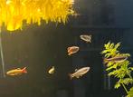 Chinese Danios - 25 stuks, Ophalen of Verzenden, Plant(en), Steen of Hout