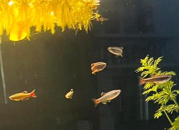 Chinese Danios - 25 stuks beschikbaar voor biedingen