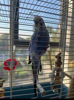 Grasparkiet gratis op te halen met kooi, Dieren en Toebehoren, Mannelijk, Parkiet, Tam