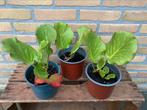 Schoenlappersplant  Bergenia cordifolia Tuinplant, Tuin en Terras, Ophalen, Zomer, Overige soorten