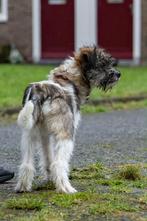 MENSGERICHTE PUP, DRAGO , REUTJE, KLEINE MIDDELMAAT ( IN NL), Particulier, 15 weken tot 1 jaar, Reu, Buitenland