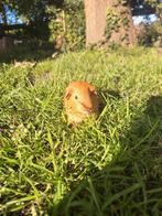 2 x Cavia (beer, juni 25), Dieren en Toebehoren, Knaagdieren, Cavia, Juni, Mannelijk, Tam