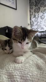 Jonge katjes zoeken huisje, Dieren en Toebehoren, Katten en Kittens | Dekkaters, 0 tot 2 jaar