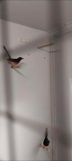 Mooi bewezen koppel shama lijsters 2024 uit buitenvlucht, Dieren en Toebehoren, Meerdere dieren