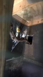 Koppel valkparkieten, Meerdere dieren, Geringd