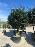 Extra grote Camellia Sasanqua – Multistam, Ophalen, Volle zon, Overige soorten, 250 tot 400 cm
