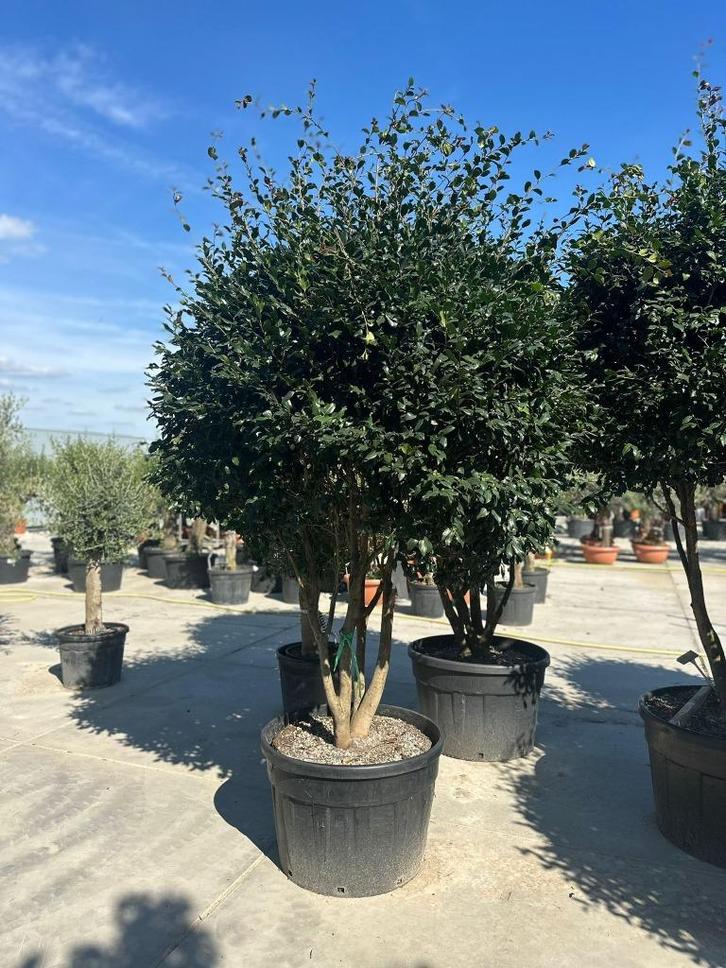 Extra grote Camellia Sasanqua – Multistam, Tuin en Terras, Planten | Bomen, Overige soorten, 250 tot 400 cm, Volle zon, Ophalen