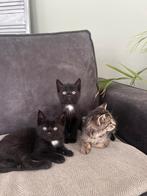 Boederij kittens, Dieren en Toebehoren, Katten en Kittens | Overige Katten, Meerdere dieren
