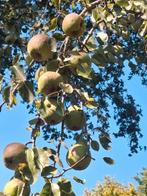 🍐Stoofperen, vers te plukken 🍐, Tuin en Terras, Ophalen, Minder dan 100 cm, Overige soorten