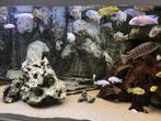 Grote groep malawi cichkide, geel, blauw, snow white, Ophalen, Zo goed als nieuw, Gevuld zoetwateraquarium