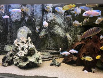 Grote groep malawi cichkide, geel, blauw, snow white beschikbaar voor biedingen