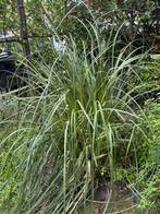 Pampas gras, Ophalen, Siergrassen, Volle zon