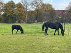 Paardenstalling op leuke doe het zelfstal in Ermelo, Dieren en Toebehoren, Stalling en Weidegang, 2 of 3 paarden of pony's, Weidegang