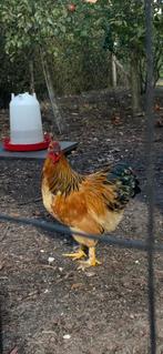 GRATIS: mooie jonge haan!, Dieren en Toebehoren, Mannelijk, Kip