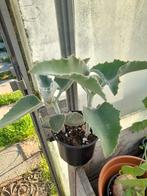 Kalanchoe beharensis, Huis en Inrichting, Kamerplanten, Ophalen, Halfschaduw, Minder dan 100 cm