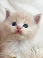 Ragdoll kittens stamboom getest zeldzame kleuren, Dieren en Toebehoren, Katten en Kittens | Raskatten | Langhaar, Meerdere dieren