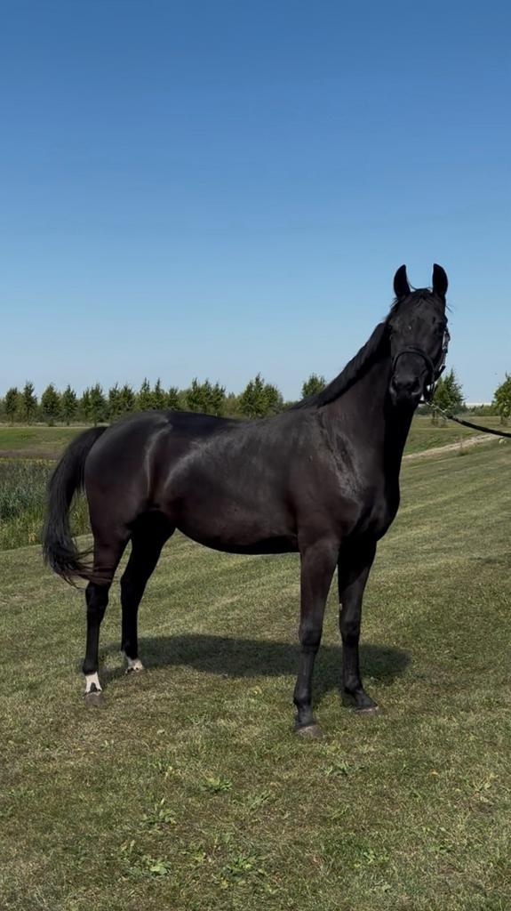 Te koop knap en lieve 2,5 jarige merrie, Dieren en Toebehoren, Paarden, Merrie, Onbeleerd, 160 tot 165 cm, 3 tot 6 jaar, Dressuurpaard