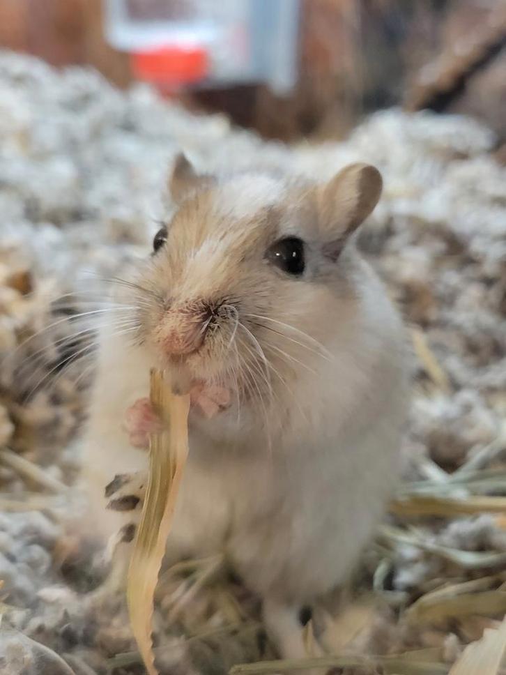 Mongoolse gerbils, Dieren en Toebehoren, Knaagdieren, Meerdere dieren, Rat, Oktober