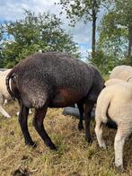 Twee texelaar ooien, Vrouwelijk, Schaap