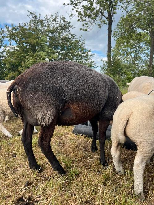 Twee texelaar ooien, Dieren en Toebehoren, Schapen, Geiten en Varkens, Schaap, Vrouwelijk