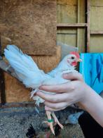 Serama haantjes, Dieren en Toebehoren, Pluimvee, Mannelijk, Kip