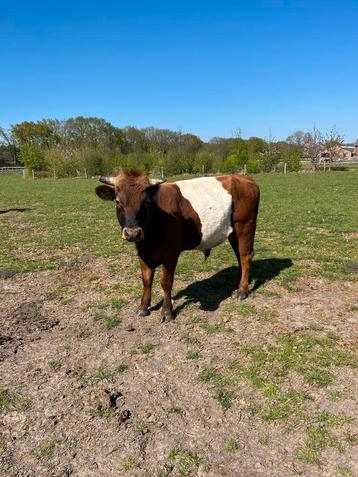 Lakenvelder dekstier te koop beschikbaar voor biedingen